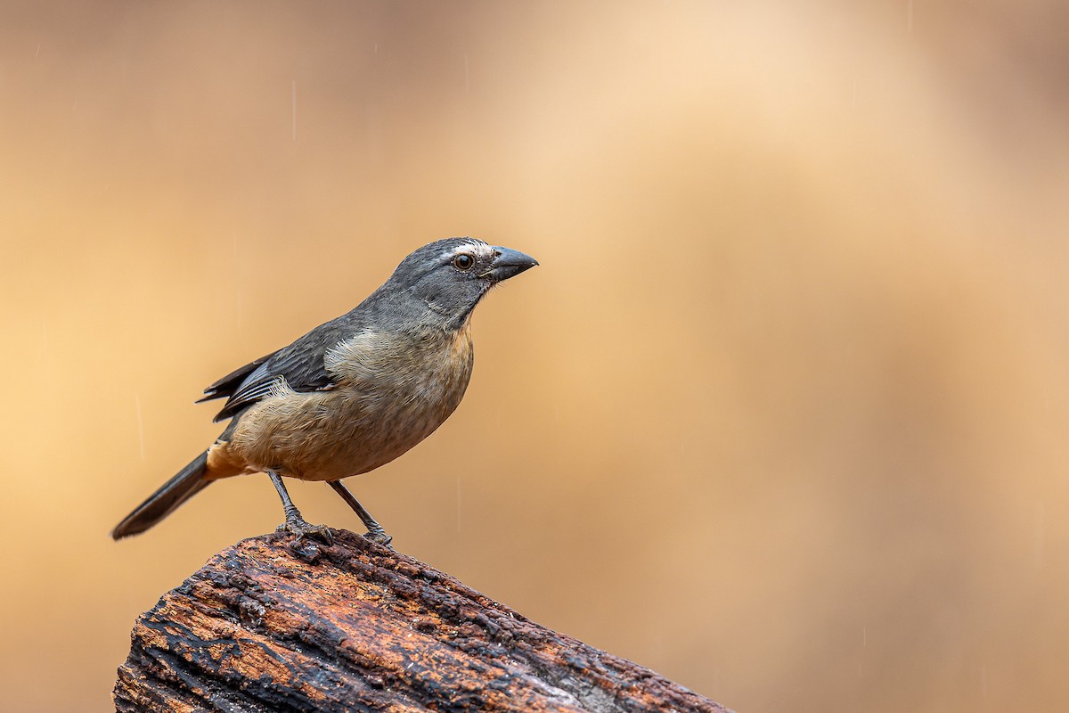 Bluish-gray Saltator - Pablo Ramos