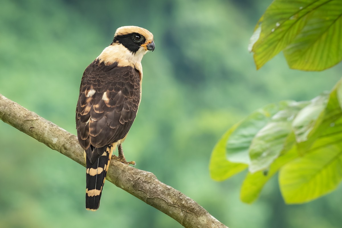 Laughing Falcon - Alexander Montero