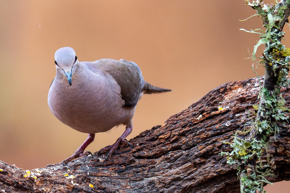 Large-tailed Dove - Pablo Ramos