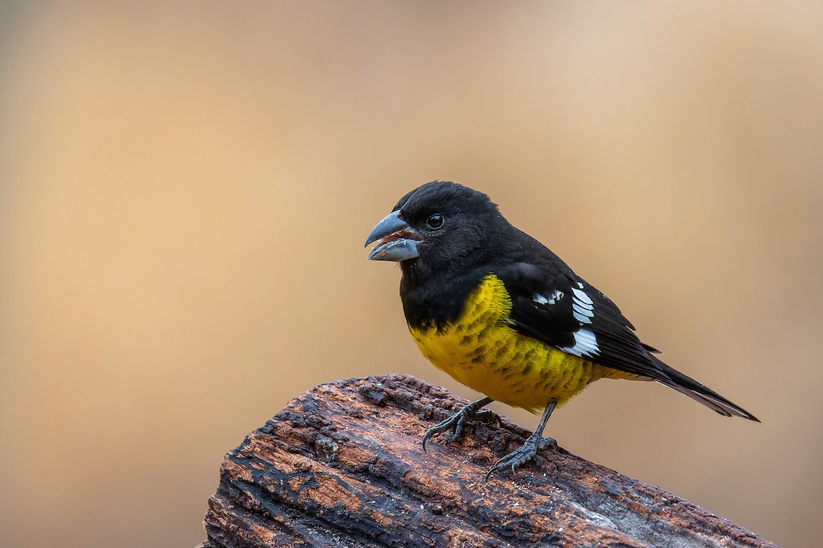 Black-backed Grosbeak - ML486546851