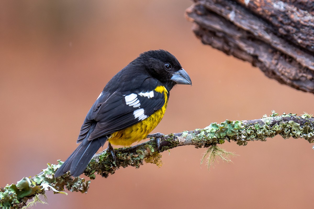 Black-backed Grosbeak - ML486546861