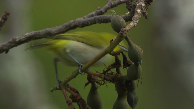 Ashy-bellied White-eye - ML486547