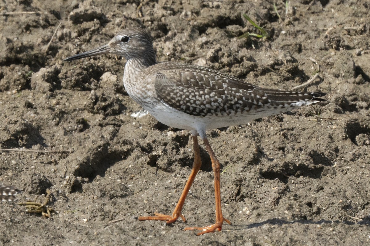 Common Redshank - Miguel Rouco