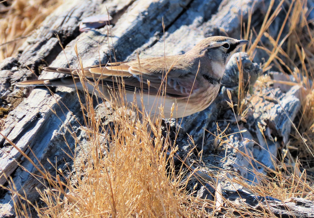 Horned Lark - Martha Keller