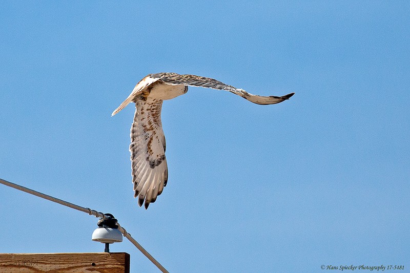 Ferruginous Hawk - ML48654771