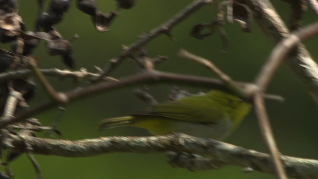 Ashy-bellied White-eye - ML486548