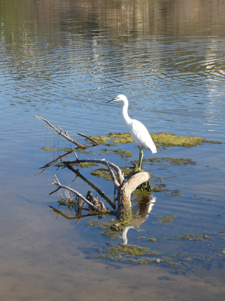 Snowy Egret - ML486548101