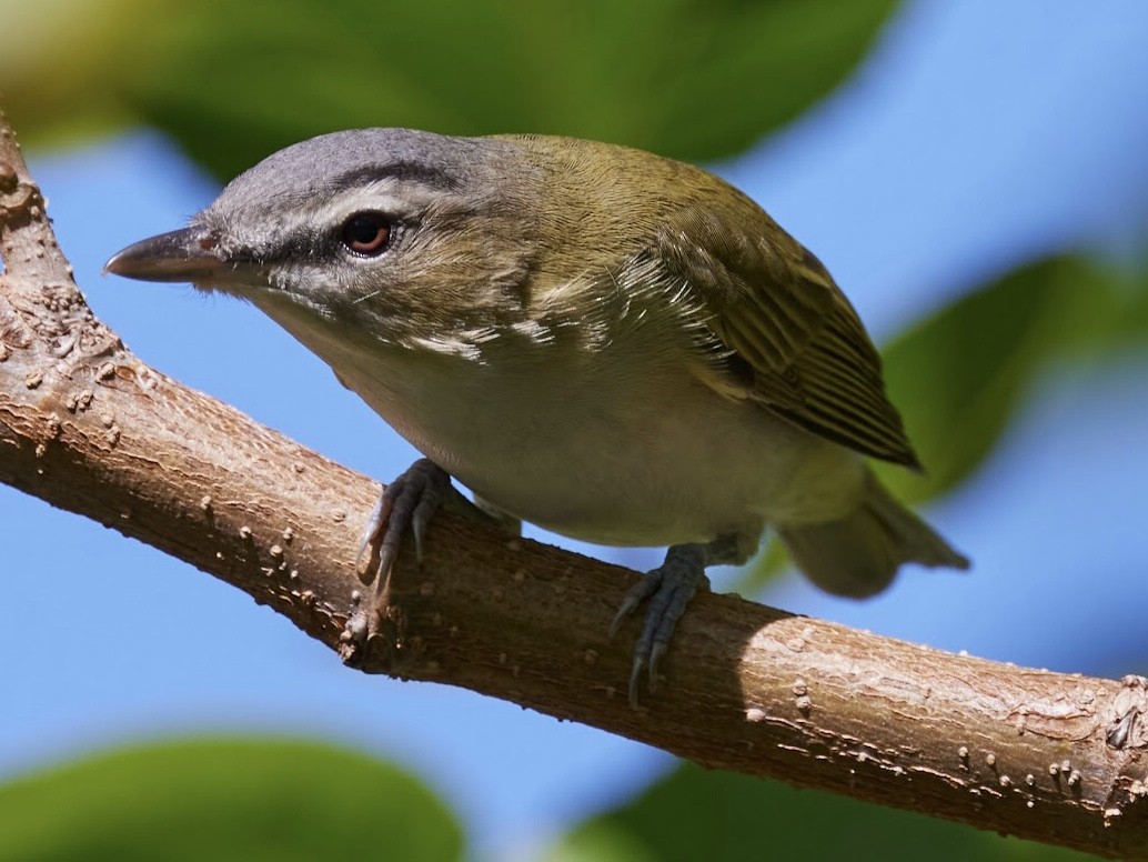 Red-eyed Vireo - terry VP