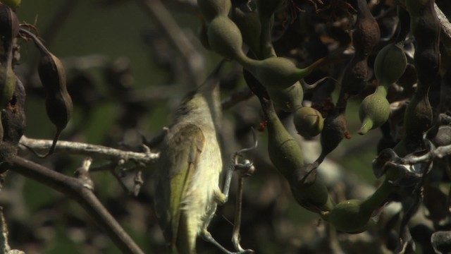 Brown Honeyeater - ML486549