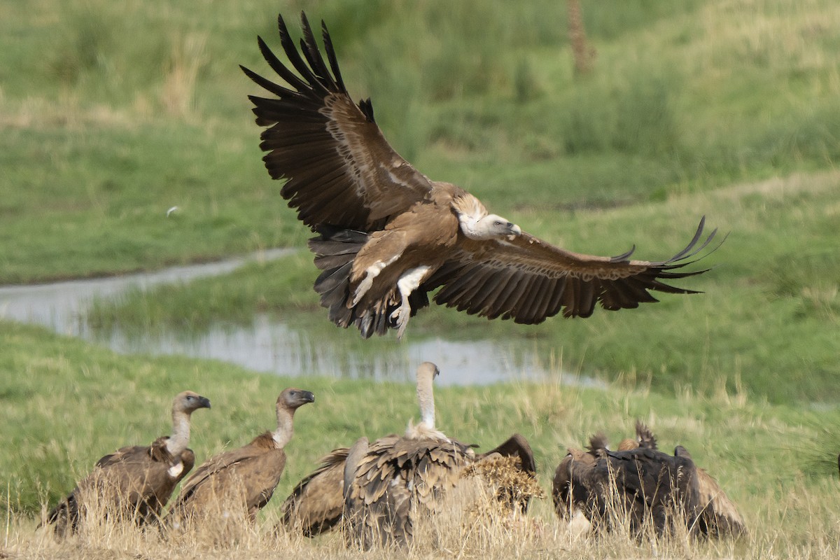 Eurasian Griffon - ML486549641