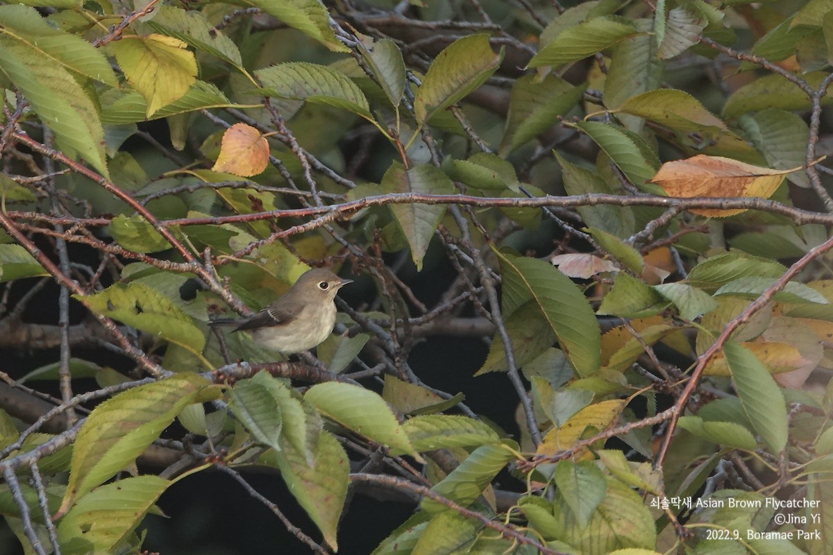 Asian Brown Flycatcher - ML486551811