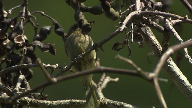 Brown Honeyeater - ML486552