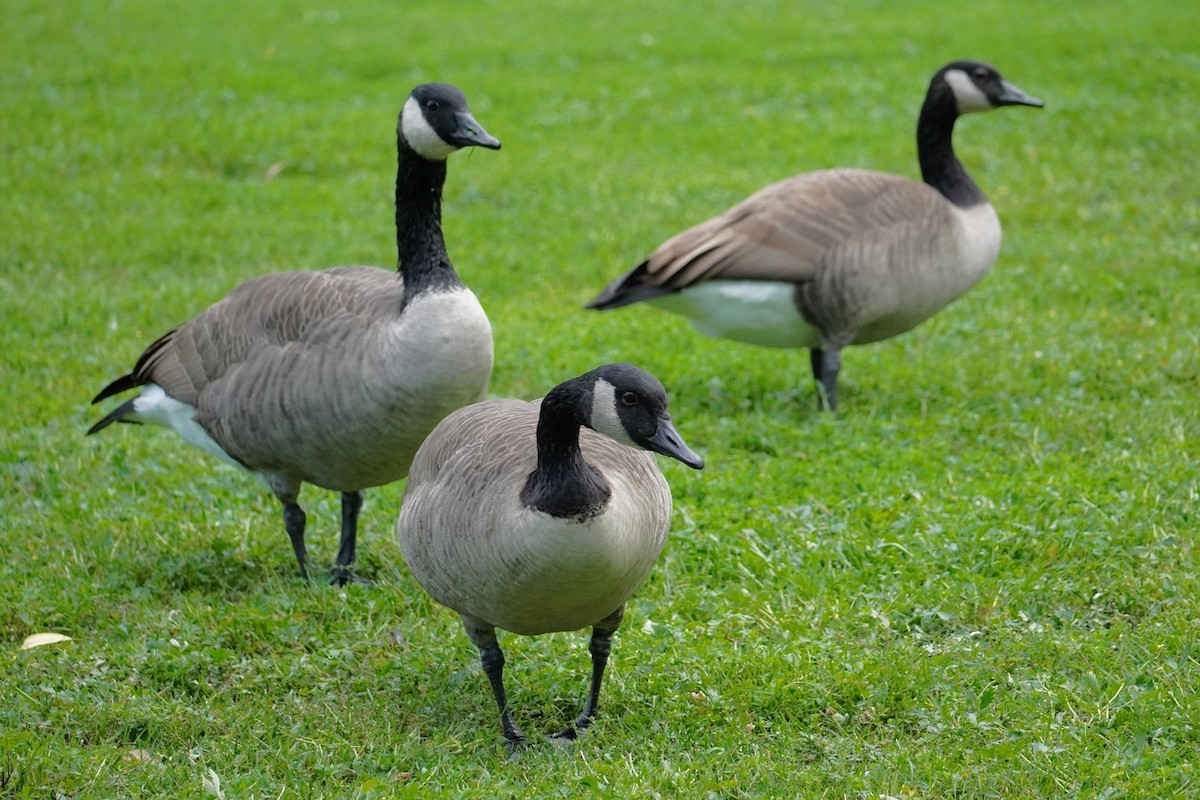 Canada Goose - ML486554751