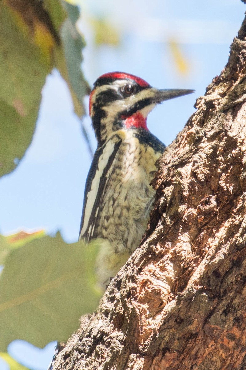 Red-naped Sapsucker - ML48655531