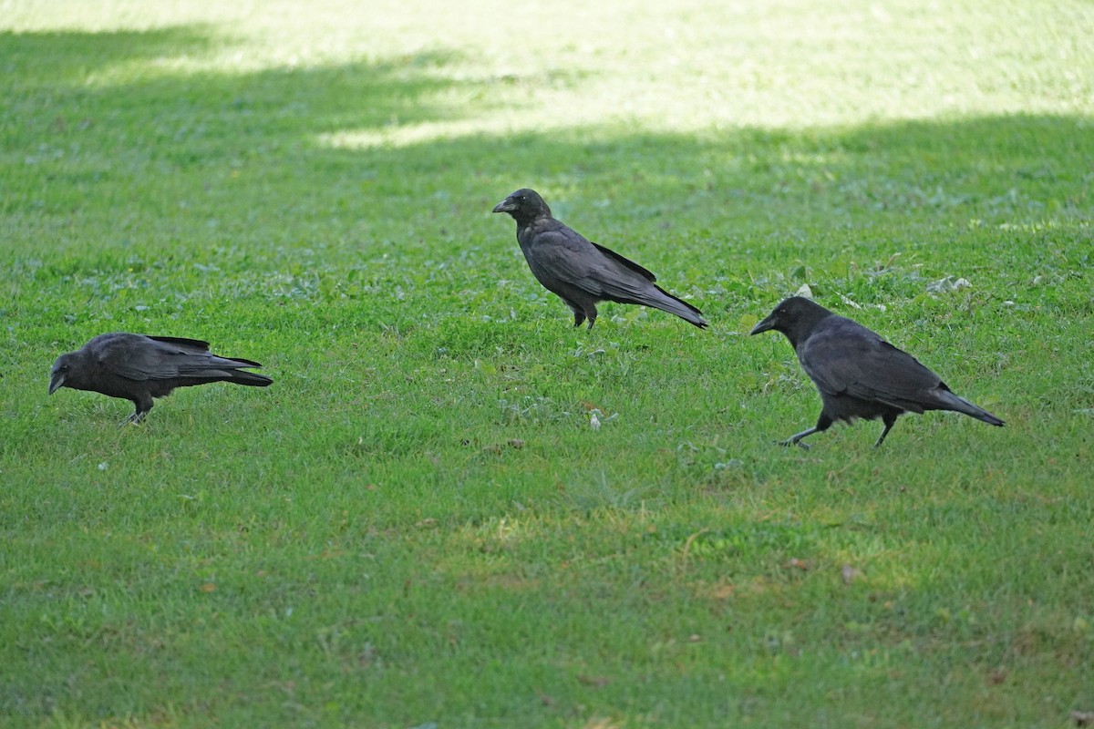 American Crow - ML486555511
