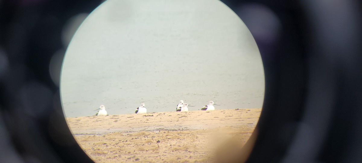 Avoceta Americana - ML486555861