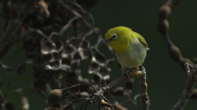 Ashy-bellied White-eye - ML486556