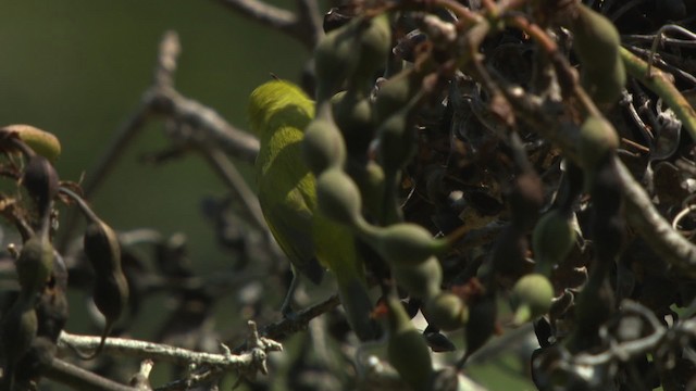 Ashy-bellied White-eye - ML486558