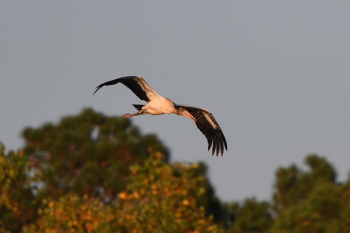 Wood Stork - ML486559541