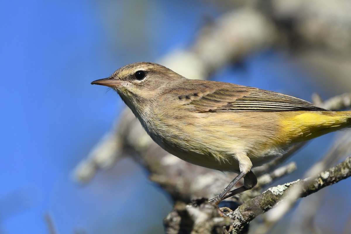 Palm Warbler (Western) - ML486559671