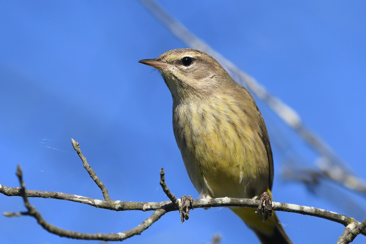 Palm Warbler (Western) - ML486559911