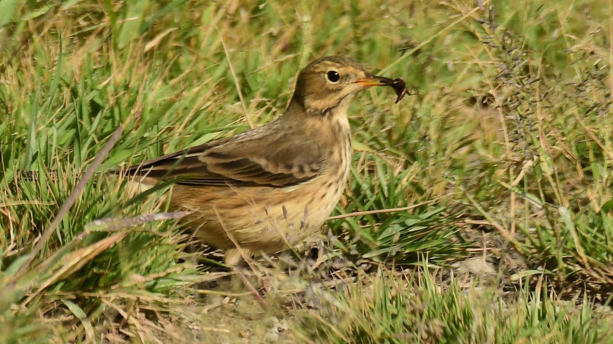 American Pipit - ML486560991