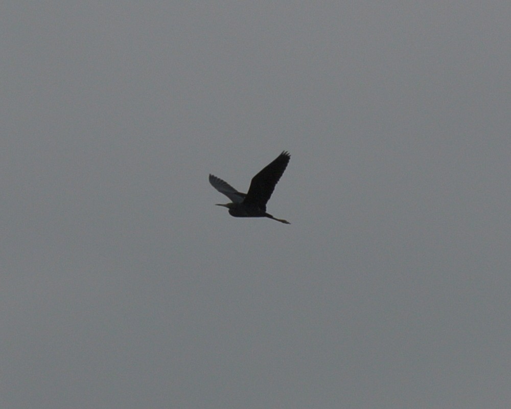 Little Blue Heron - Miguel Mota