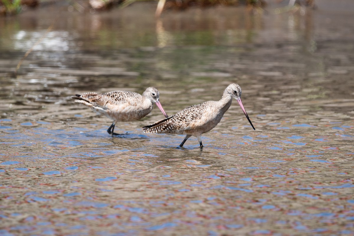 Marbled Godwit - Ivani Martínez Paredes