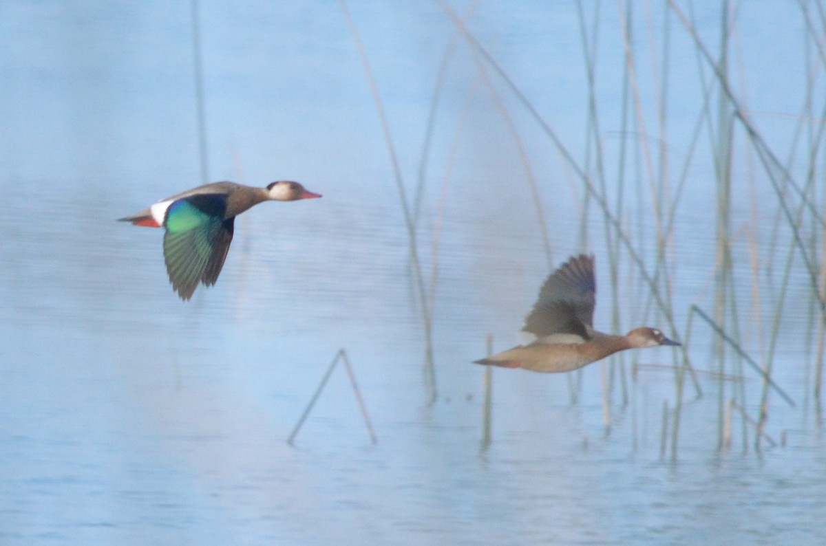 Canard amazonette - ML486561471