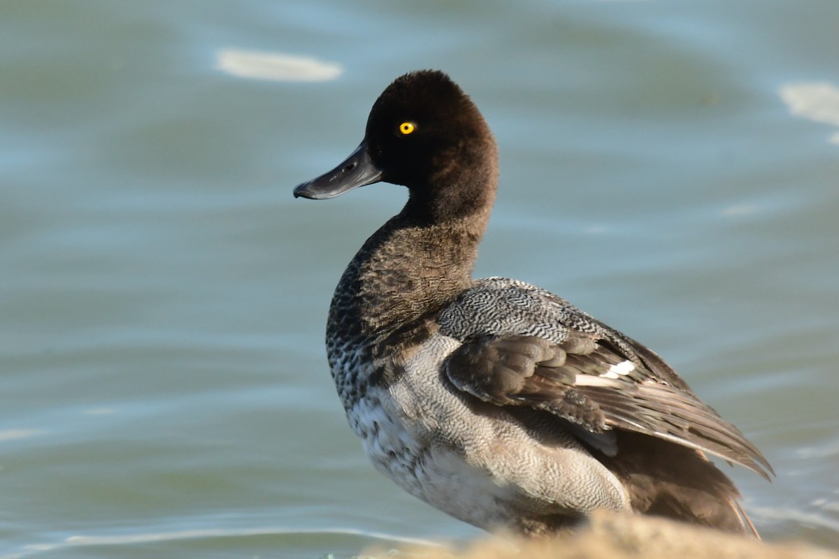 Lesser Scaup - ML486561641