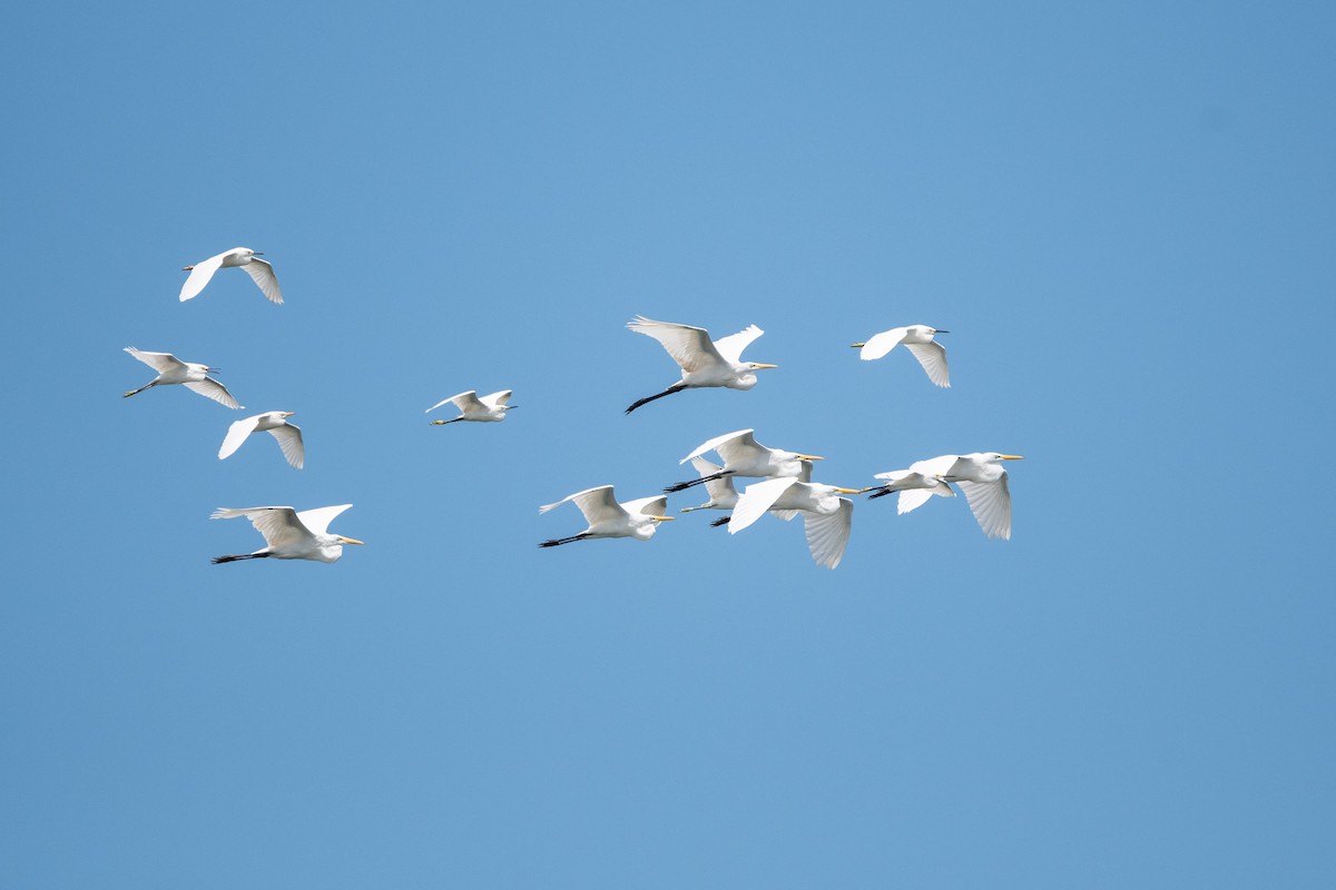 Great Egret - ML486561811