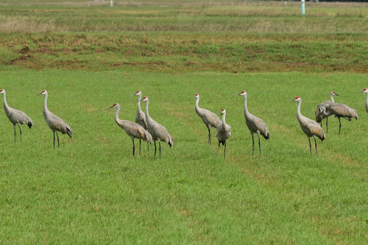 Sandhill Crane - ML486561991