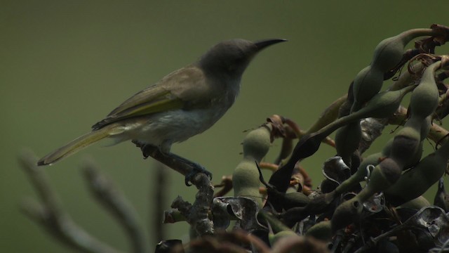 Brown Honeyeater - ML486563