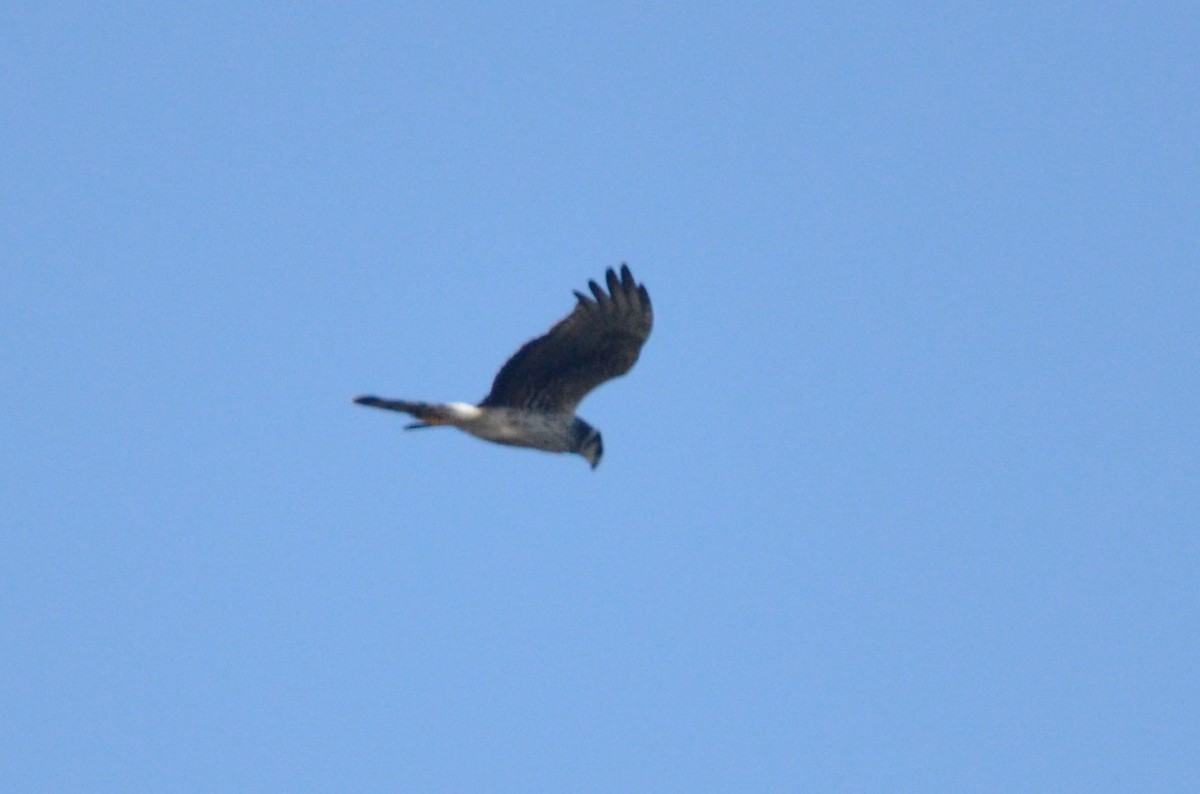 Long-winged Harrier - Pablo G. Fernández🦅