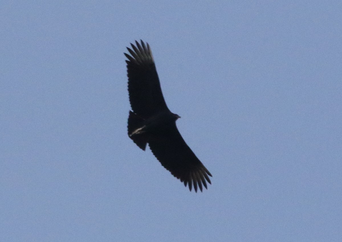 Black Vulture - ML486563891