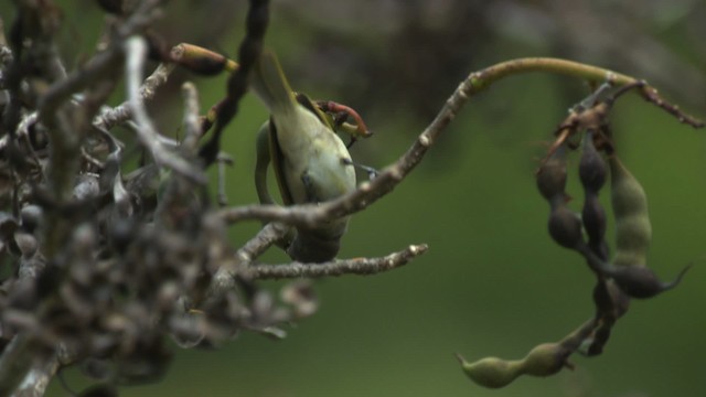 Brown Honeyeater - ML486564