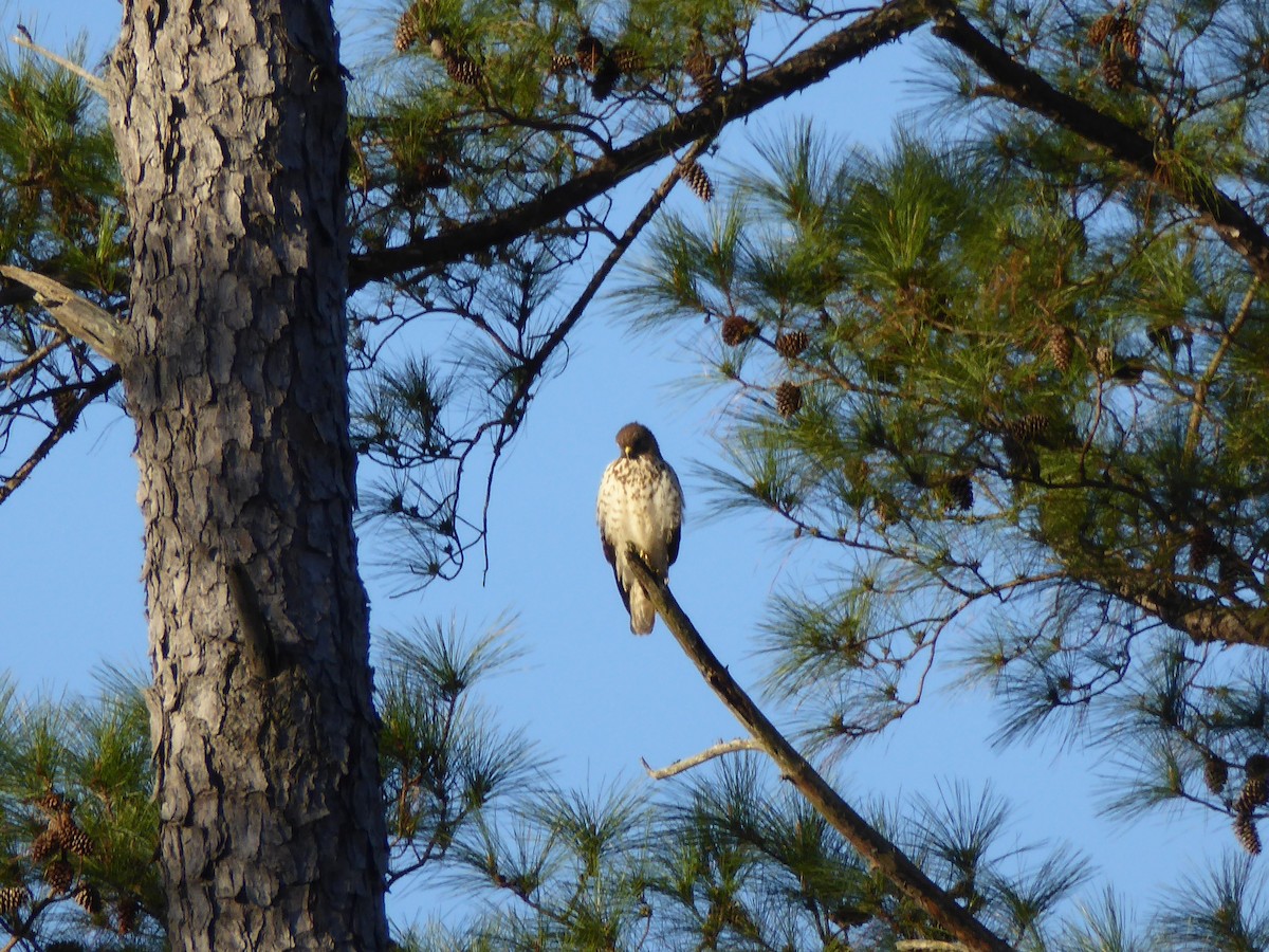 Red-shouldered Hawk - ML48656441