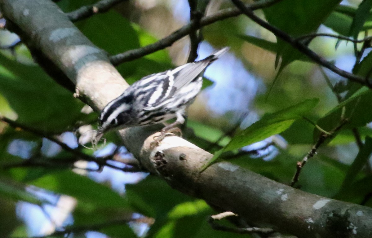 Black-and-white Warbler - ML486564691