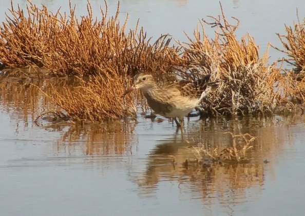 Bécasseau à poitrine cendrée - ML486565101