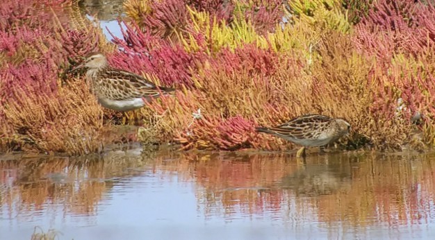 Pectoral Sandpiper - ML486565141