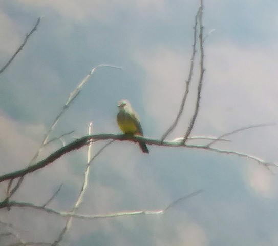 Western Kingbird - Kristin Purdy