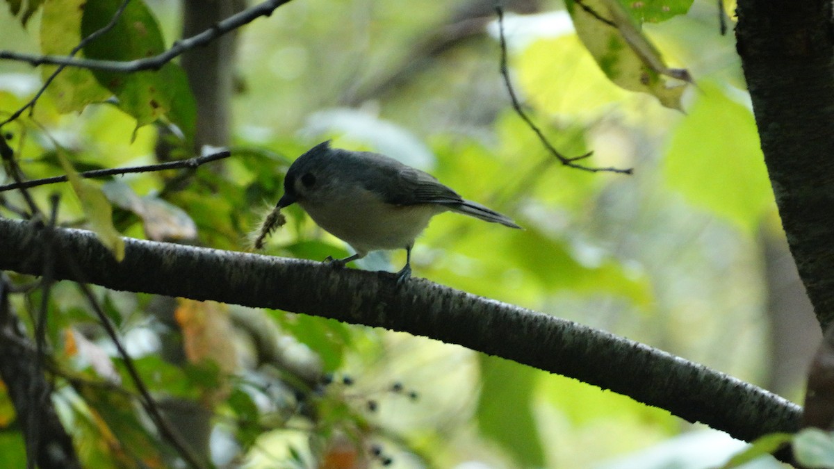 Tufted Titmouse - Kenrith Carter