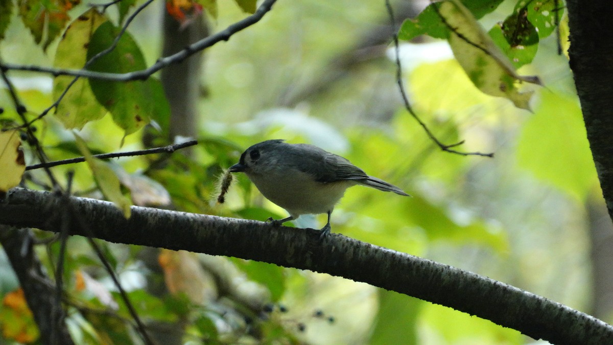 Tufted Titmouse - Kenrith Carter