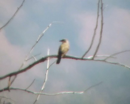 Western Kingbird - Kristin Purdy