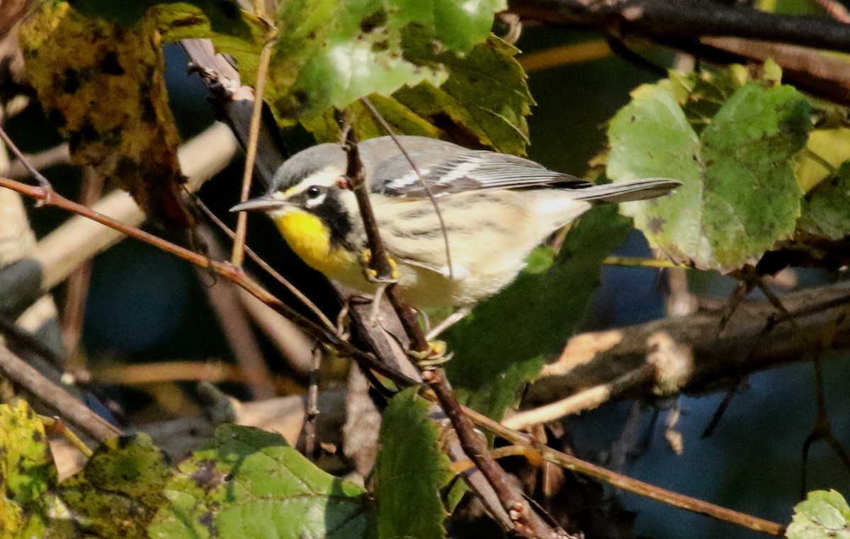 Yellow-throated Warbler - ML486565981