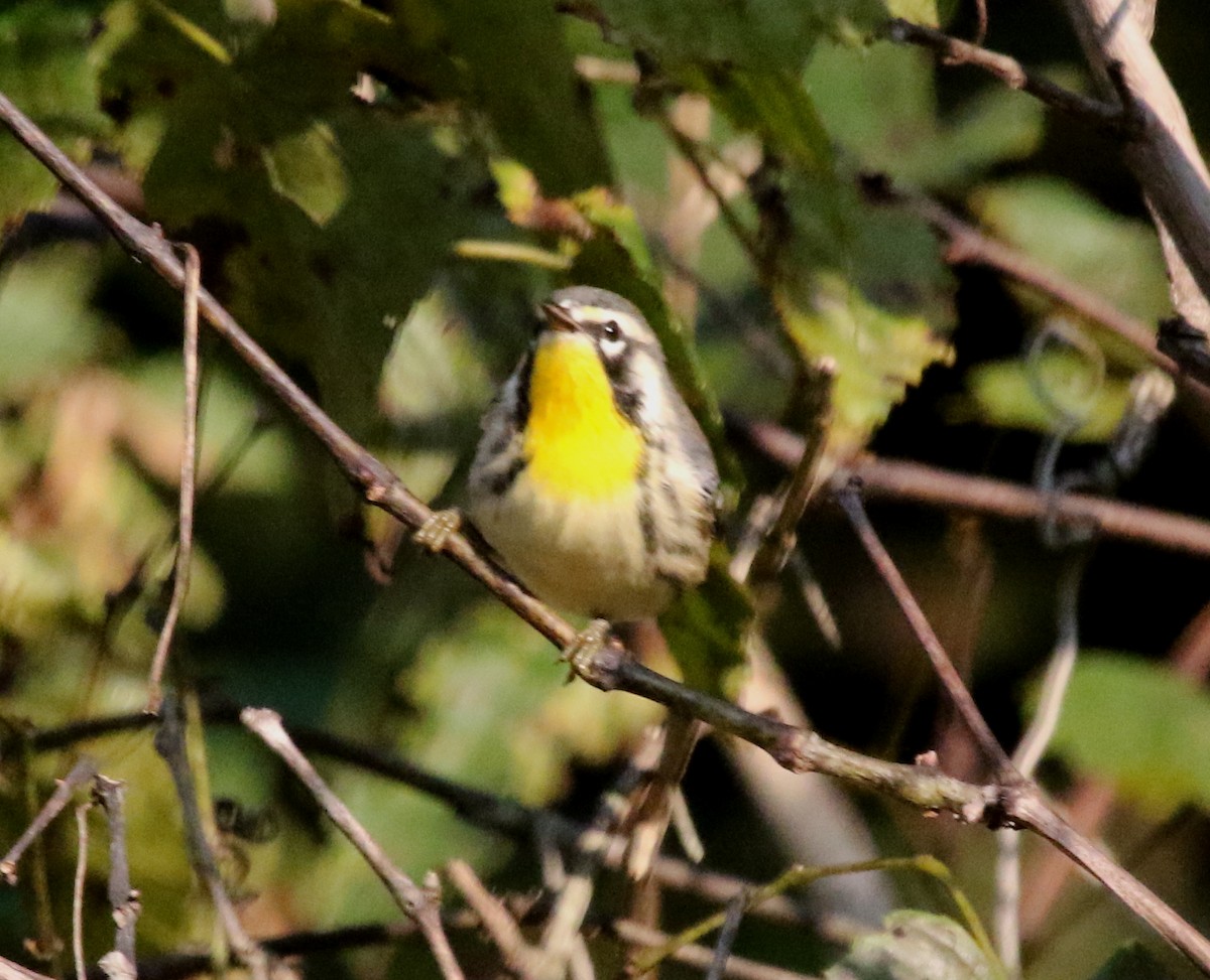 Yellow-throated Warbler - ML486565991