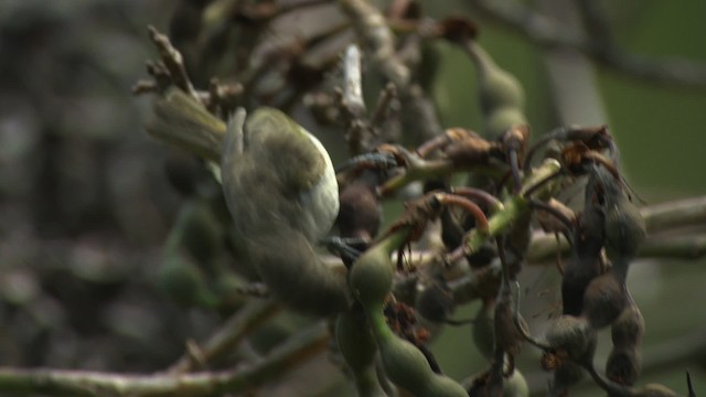 Brown Honeyeater - ML486566