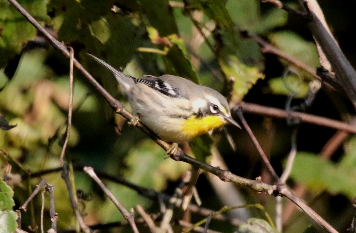 Yellow-throated Warbler - ML486566001