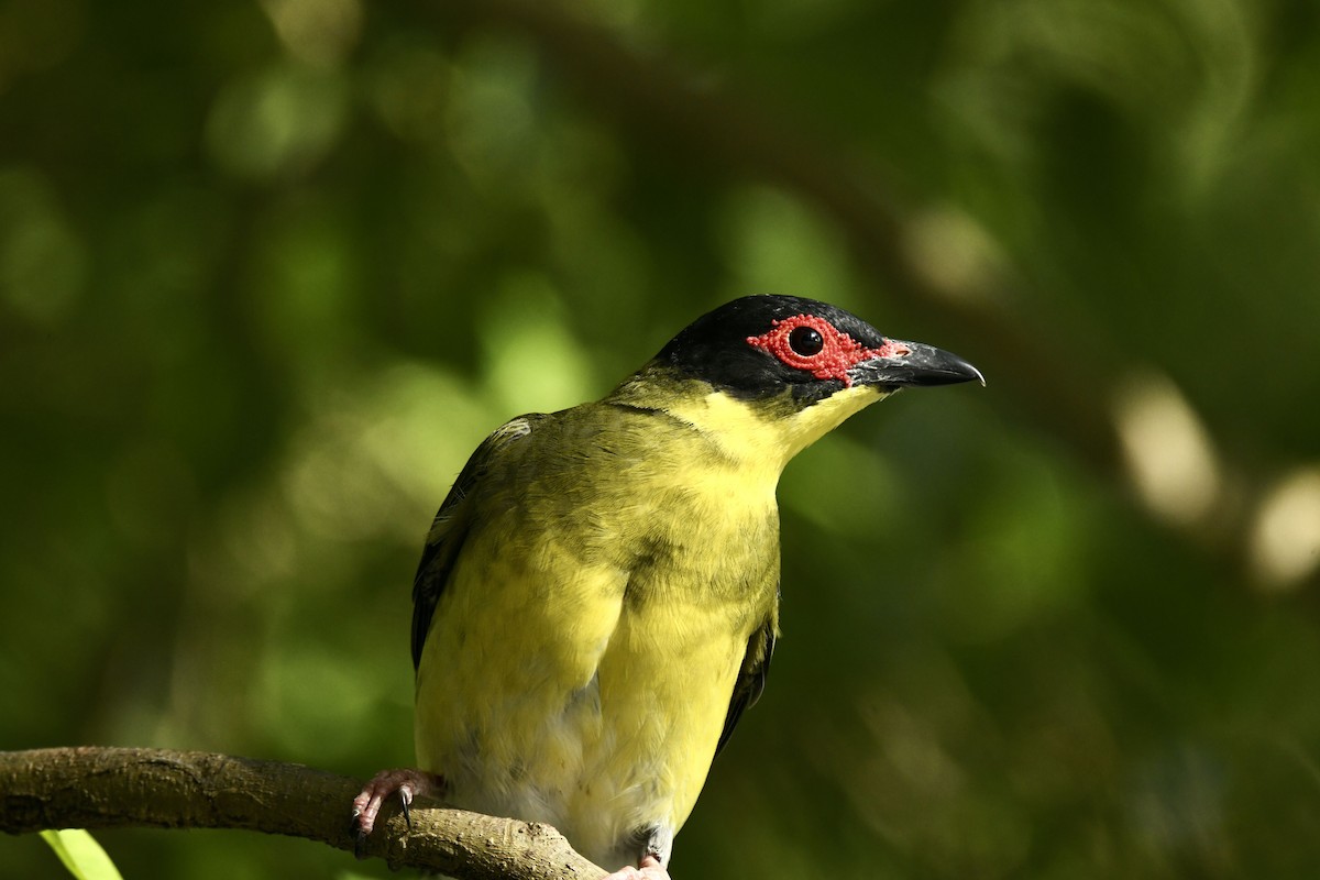Australasian Figbird - ML486566971