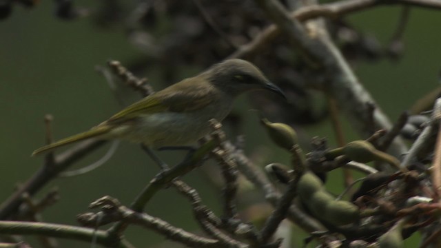 Brown Honeyeater - ML486567